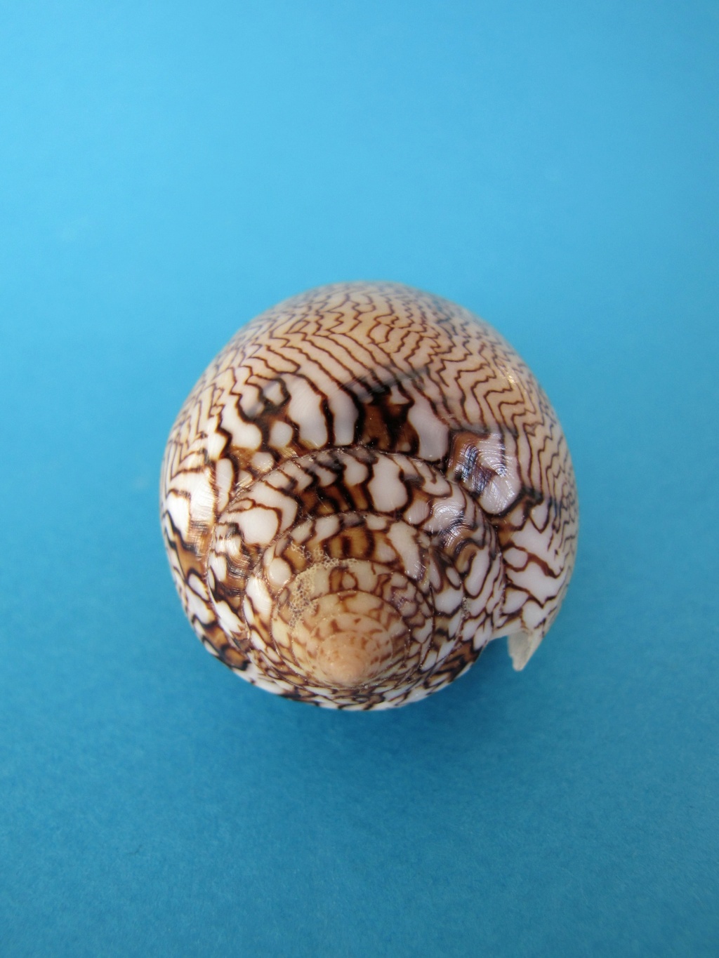 Conus (Cylinder) archiepiscopus concatenatus   Kiener, 1850 65_mm_15