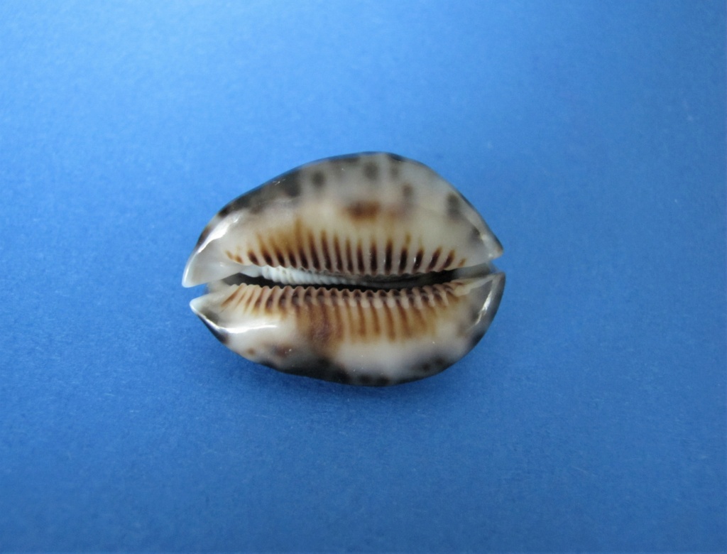 Mauritia depressa dispersa - Schilder & Schilder, 1939 Cyprae37