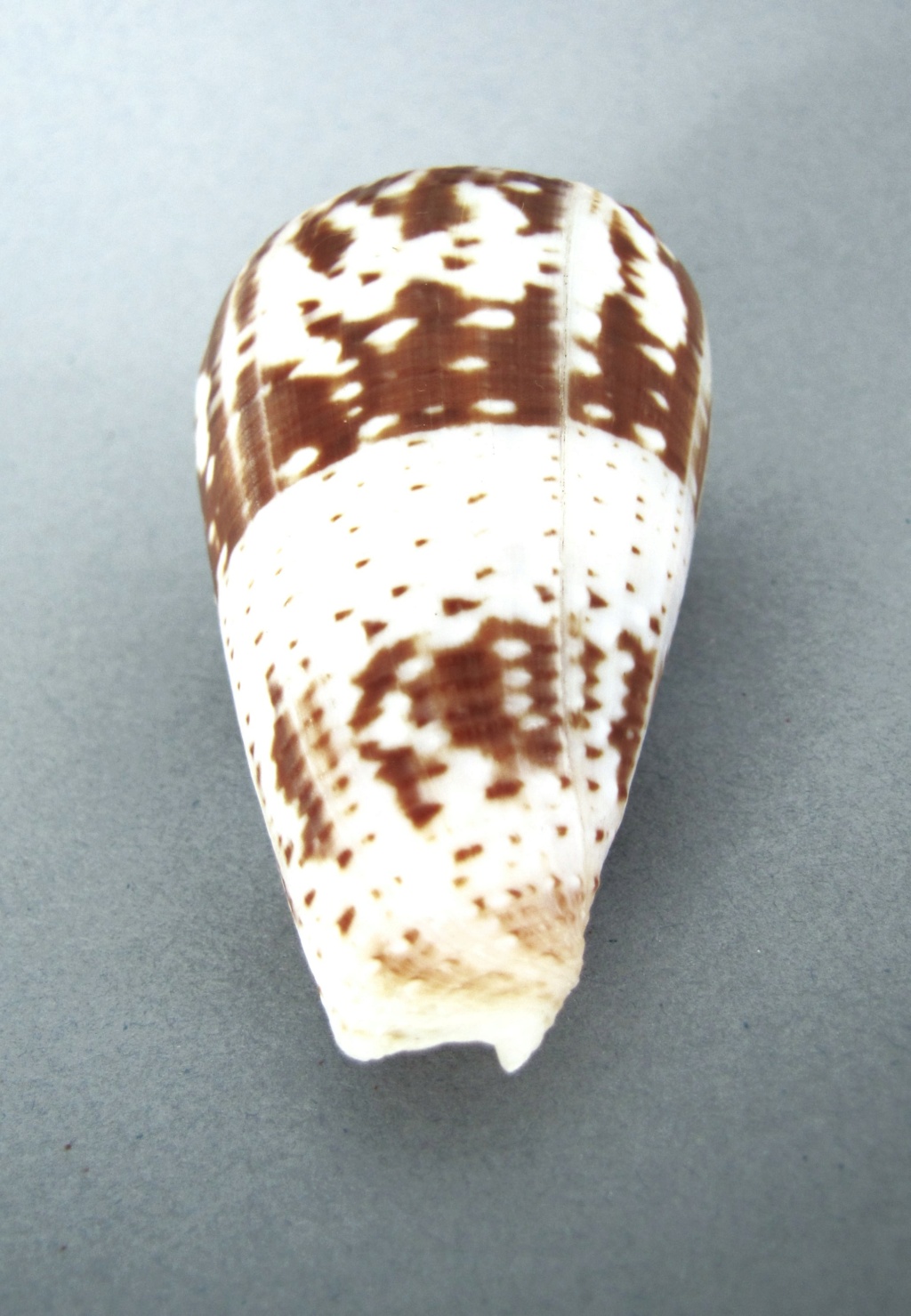 Conus deperditus - Conus 4 ????  ermineus Img_0923