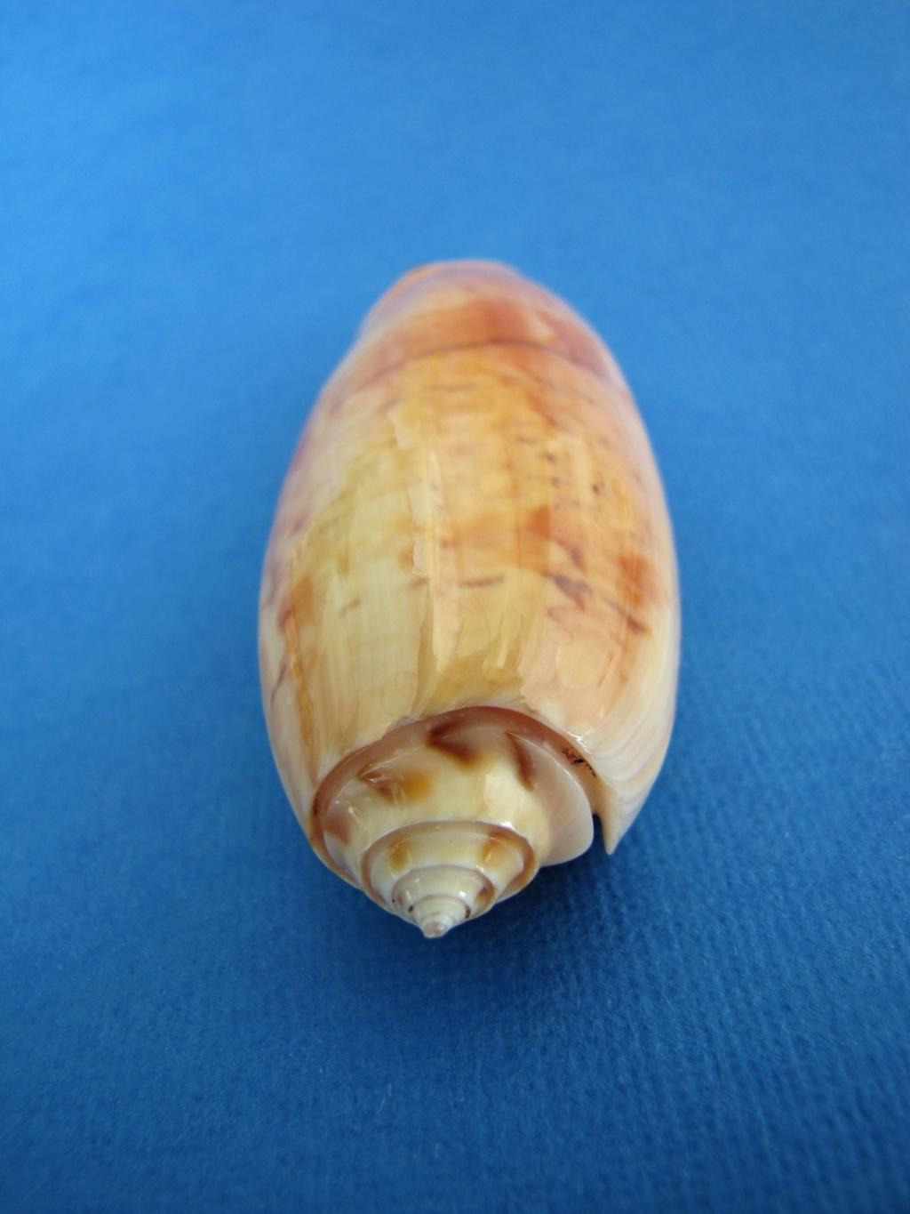 Miniaceoliva tremulina (Lamarck, 1811) - Worms = Oliva (Miniaceoliva) tremulina Lamarck, 1811 - Page 4 Img_4211