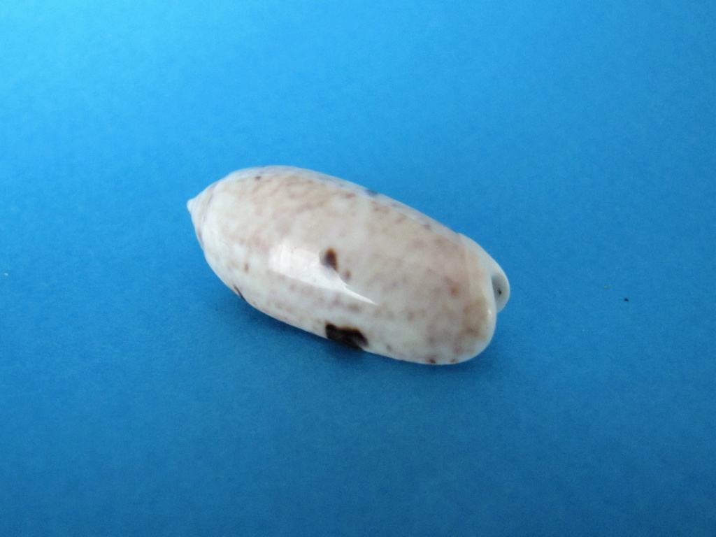 Miniaceoliva emeliodina (Duclos, 1845) - Worms = Oliva emeliodina Duclos, 1845 Img_7110