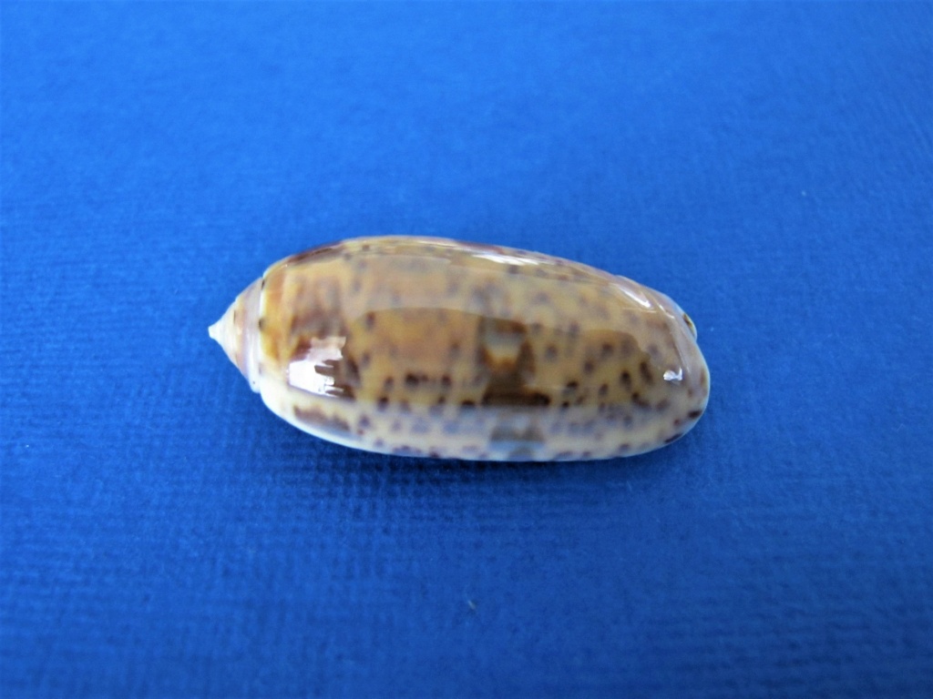 Miniaceoliva emeliodina (Duclos, 1845) - Worms = Oliva emeliodina Duclos, 1845 Oliva_28
