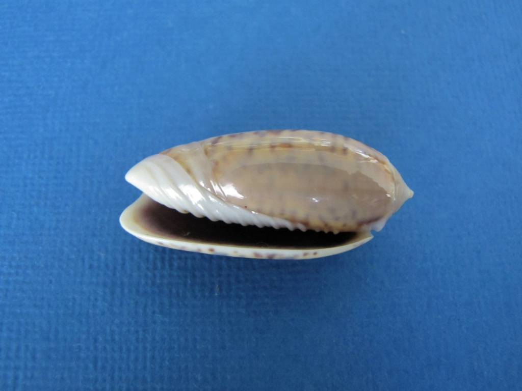 Miniaceoliva emeliodina (Duclos, 1845) - Worms = Oliva emeliodina Duclos, 1845 Oliva_29