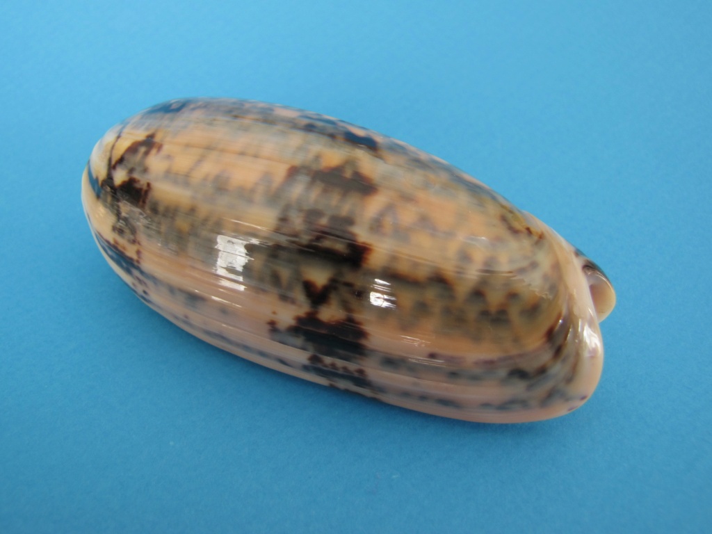 Miniaceoliva tremulina (Lamarck, 1811) - Worms = Oliva (Miniaceoliva) tremulina Lamarck, 1811 - Page 4 Oliva_46