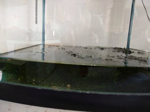 Aquarium mousse de java presque no tech