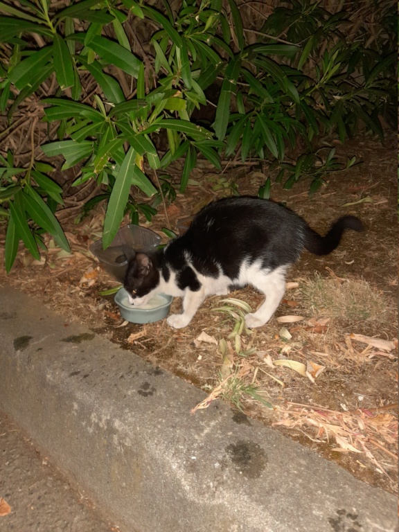 Trouvé chaton noir et blanc - Blagnac 20220812