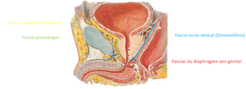 Cordon spermatique, fascia de Denonvilliers et vaginale  B4457010