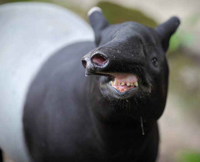 Onze eaux que Tob recommande de boire en fumant sa pipe.  Tapir10