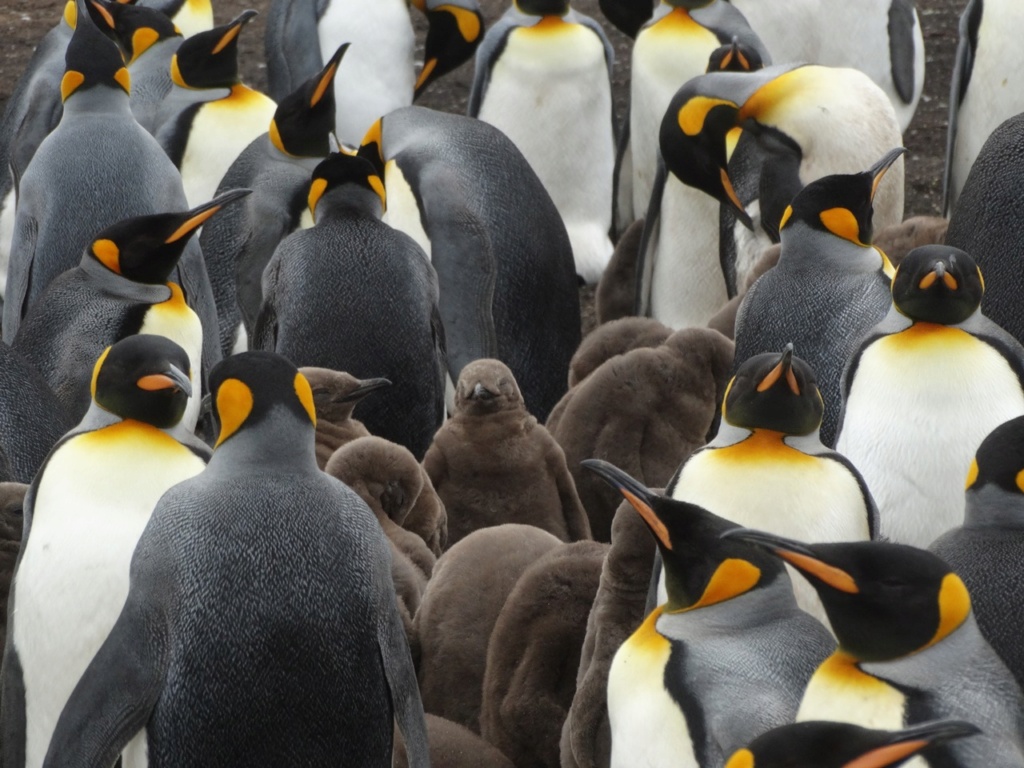 Visite des Fakland Islands au retour d’une croisière en Antarctique avec Ponant Dsc04922