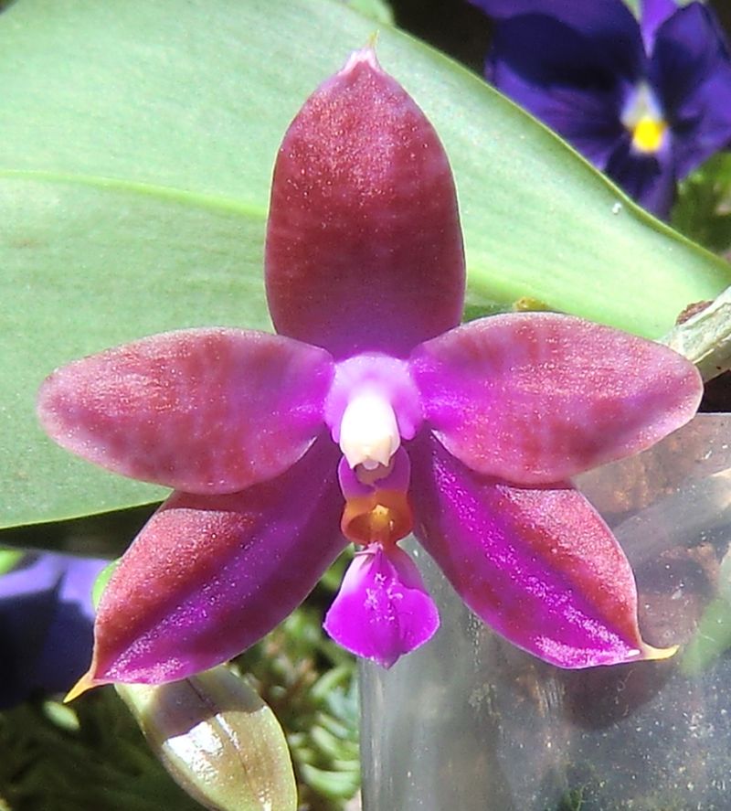 Phalaenopsis mariae x violacea (Violet Charm) Rsphal13