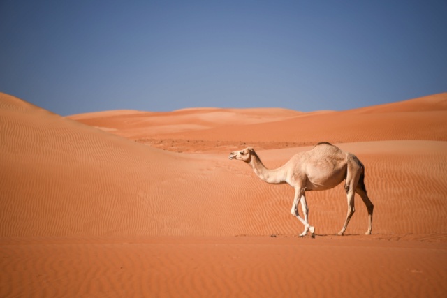 Oman, le pays des Mille et Une Merveilles ! Dsc_0911