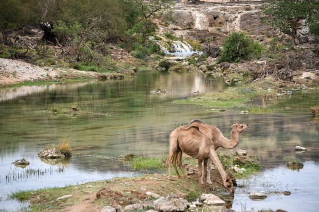 Oman, le pays des Mille et Une Merveilles ! Dsc_1315