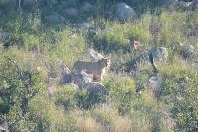 Carnet de voyage au parc Kruger  Dsc_1713