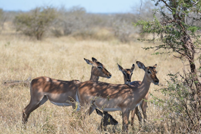 Carnet de voyage au parc Kruger  Dsc_1913