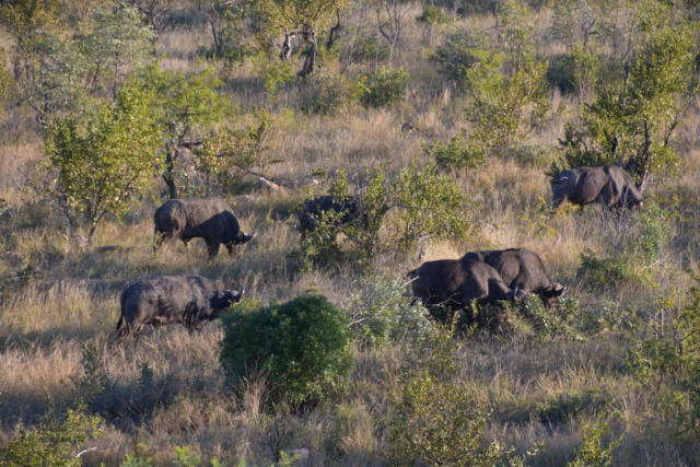 Carnet de voyage au parc Kruger  Dsc_2013