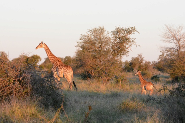 Carnet de voyage au parc Kruger  Dsc_2015