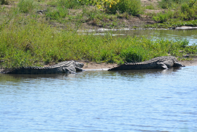 Carnet de voyage au parc Kruger  Dsc_2018