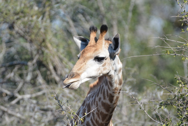 Carnet de voyage au parc Kruger  Dsc_2115