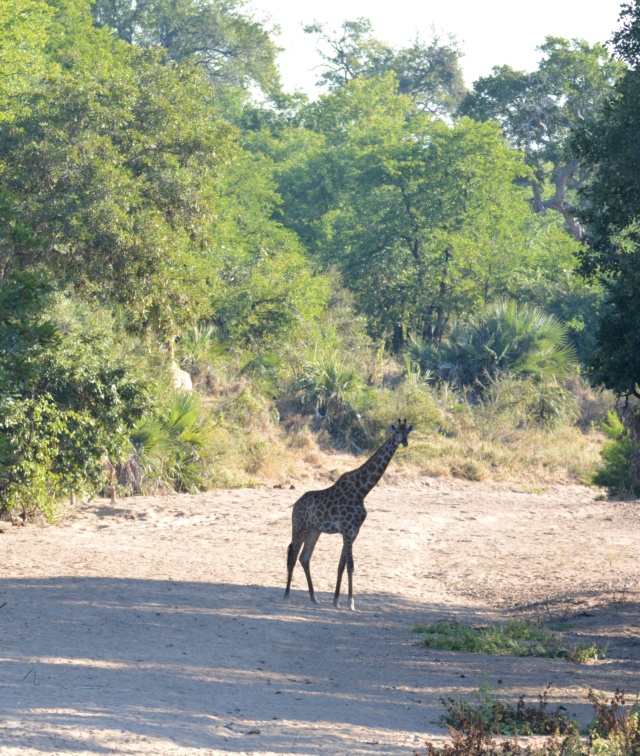 Carnet de voyage au parc Kruger  Dsc_2120