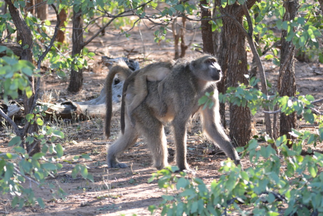 Carnet de voyage au parc Kruger  Dsc_2121