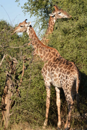 Carnet de voyage au parc Kruger  Dsc_2122