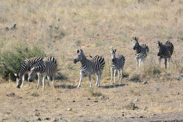 Carnet de voyage au parc Kruger  Dsc_2314
