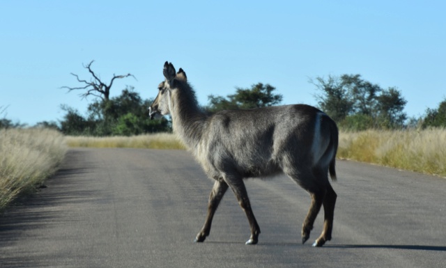 Carnet de voyage au parc Kruger  Dsc_2513