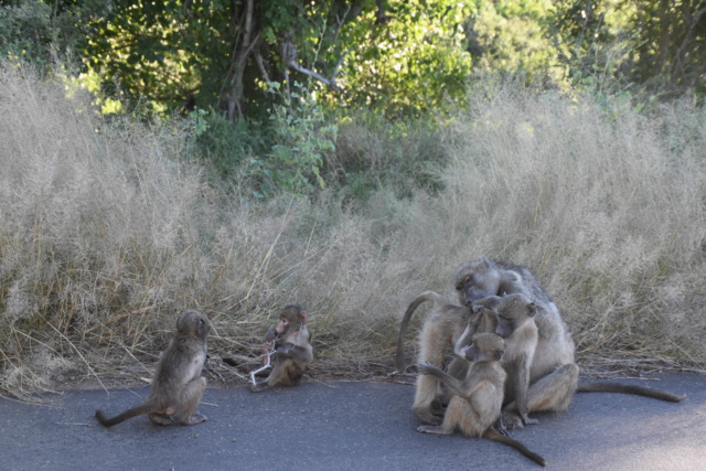 Carnet de voyage au parc Kruger  Dsc_2514