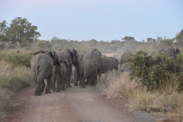 Carnet de voyage au parc Kruger  Dsc_2611