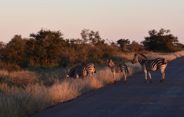 Carnet de voyage au parc Kruger  Dsc_2612