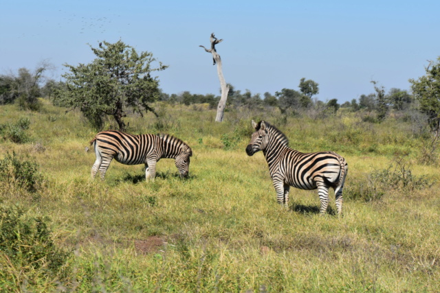 Carnet de voyage au parc Kruger  Dsc_2711