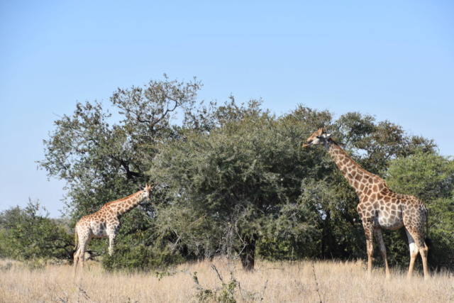 Carnet de voyage au parc Kruger  Dsc_2810