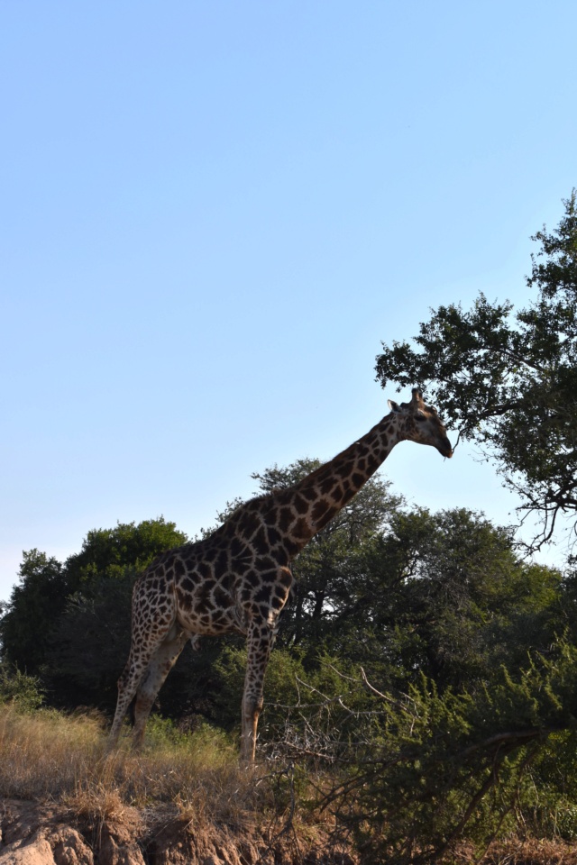 Carnet de voyage au parc Kruger  Dsc_3112