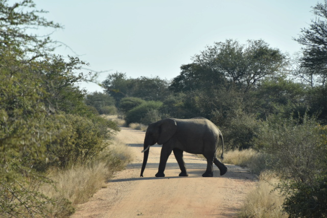 Carnet de voyage au parc Kruger  Dsc_3113