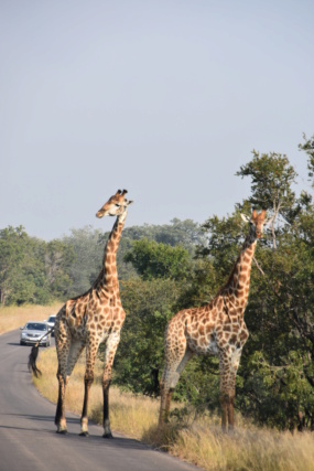 Carnet de voyage au parc Kruger  Dsc_3312