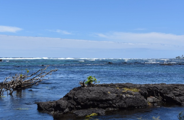 Voyage à Hawai 3 îles Oahu, Big Island et Mauï Dsc_5111