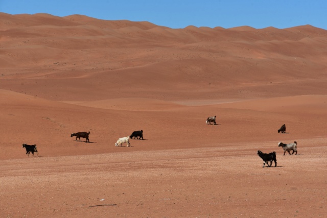 Oman, le pays des Mille et Une Merveilles ! Dsc_7522