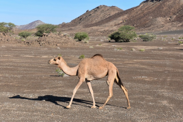 Oman, le pays des Mille et Une Merveilles ! Dsc_7625