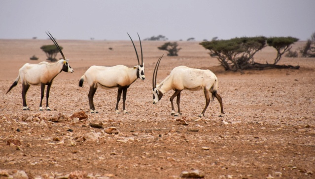 Oman, le pays des Mille et Une Merveilles ! Dsc_7824