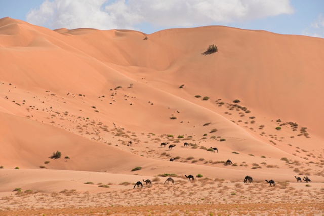 Oman, le pays des Mille et Une Merveilles ! Dsc_8421