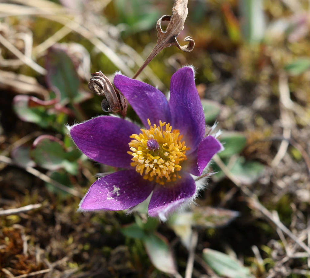 Erste Frühlingsboten im Garten und in Wald und Flur, Teil 2 - Seite 20 7l5a3613