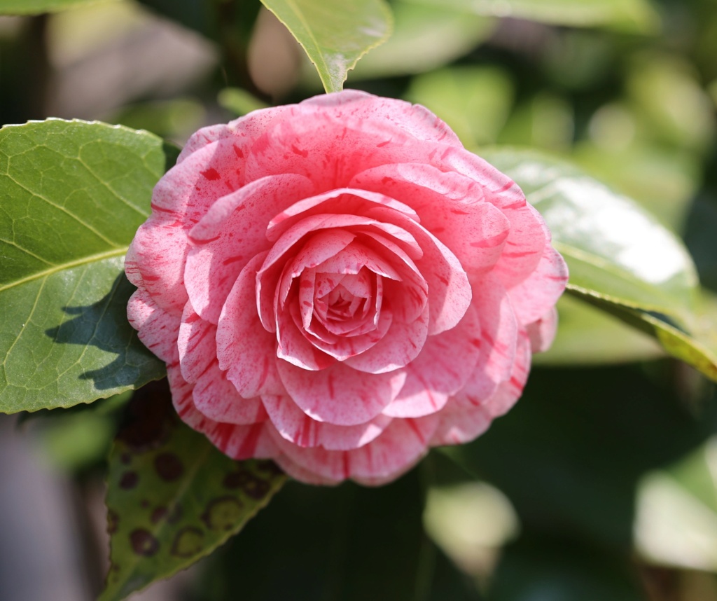 Camellia - Kamelien - Seite 12 7l5a4310