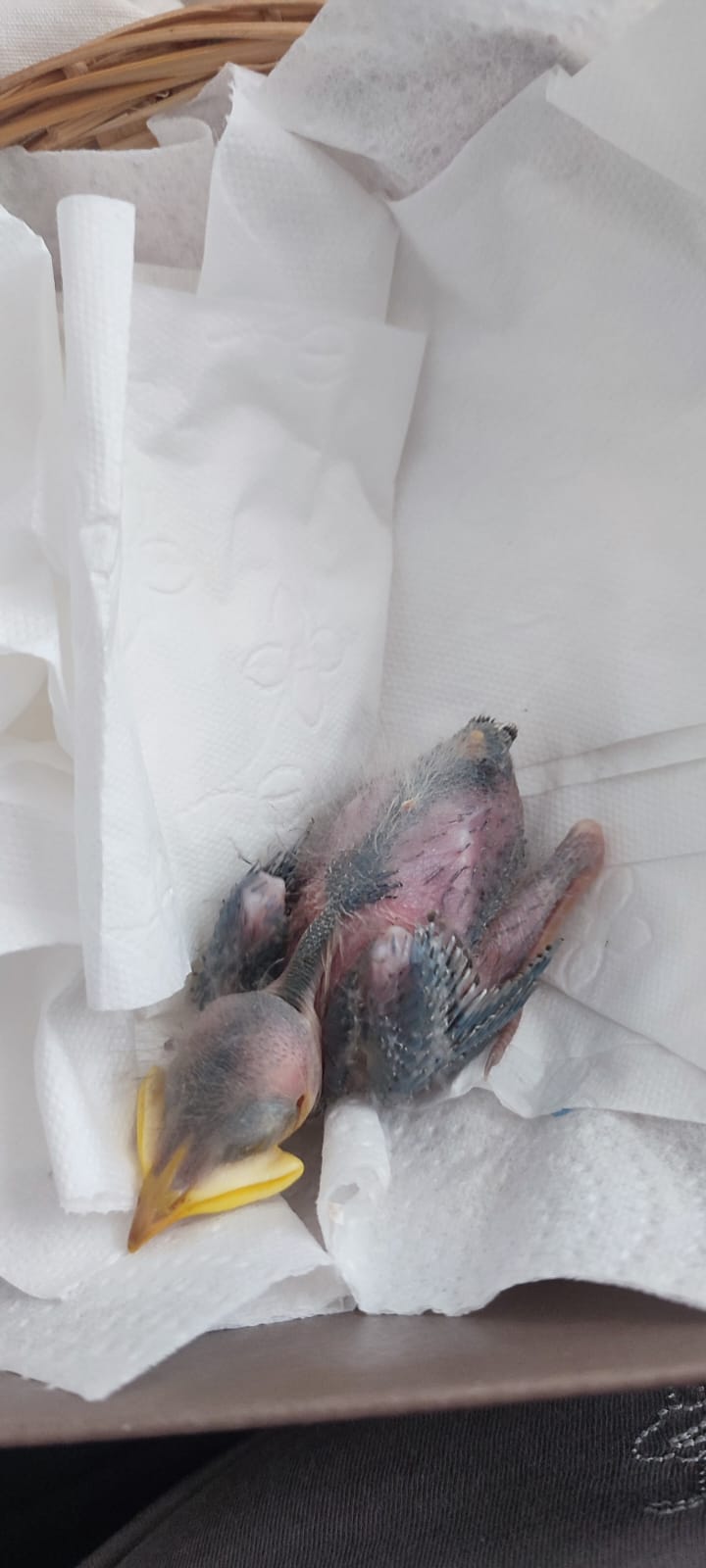Identification d'un oisillon tombé du nid  Whatsa10