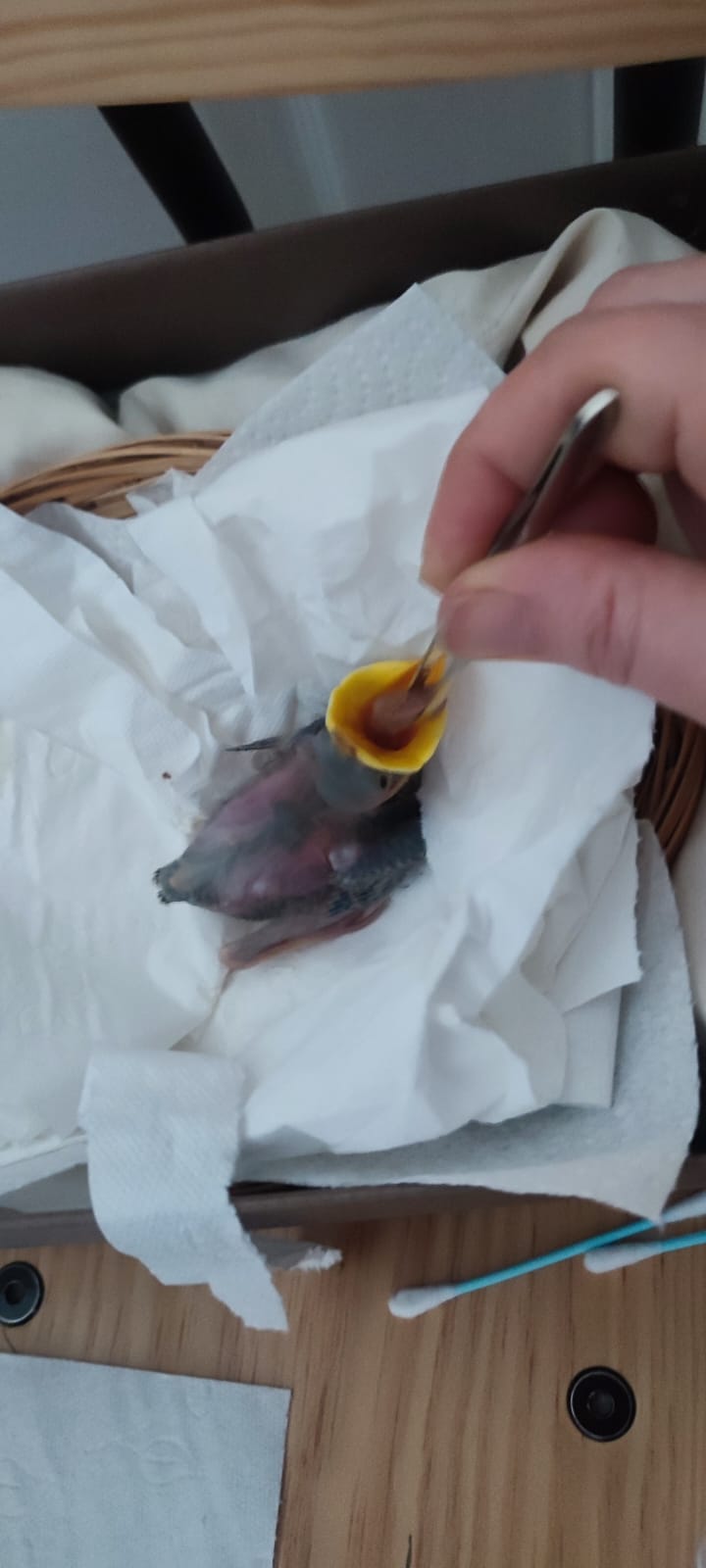 Identification d'un oisillon tombé du nid  Whatsa11