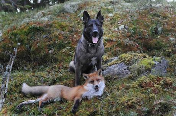 Le renard et le chien Renard10