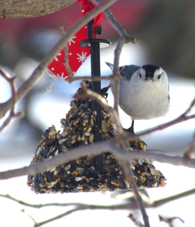 Mes oiseaux de fin d'hiver 2022/début 2023 Sittel11