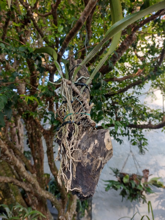 Orquidea cattleya sembrada en botella de plastico Img_2021