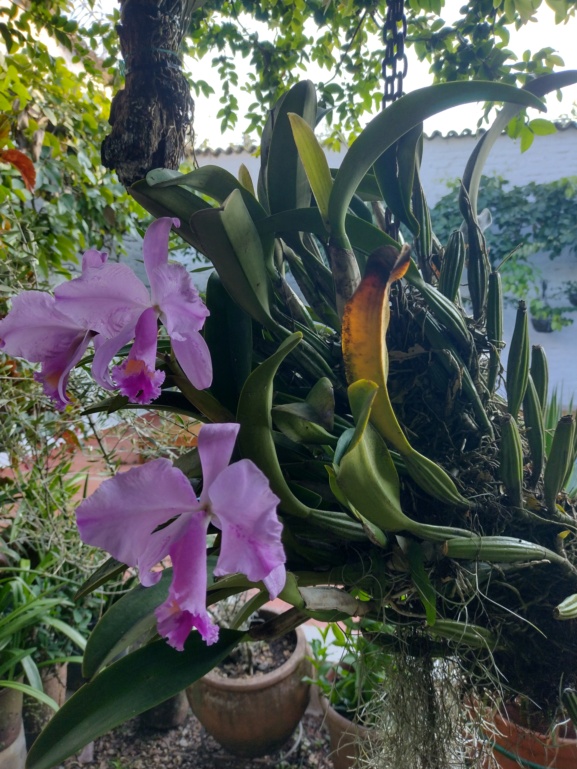 Orquidea cattleya sembrada en botella de plastico Img_2022