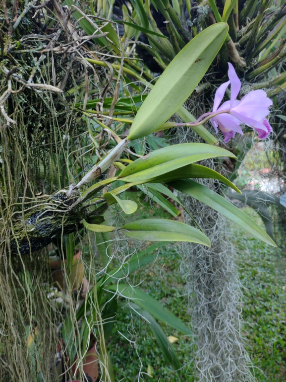 Orquidea cattleya sembrada en botella de plastico Img_2023