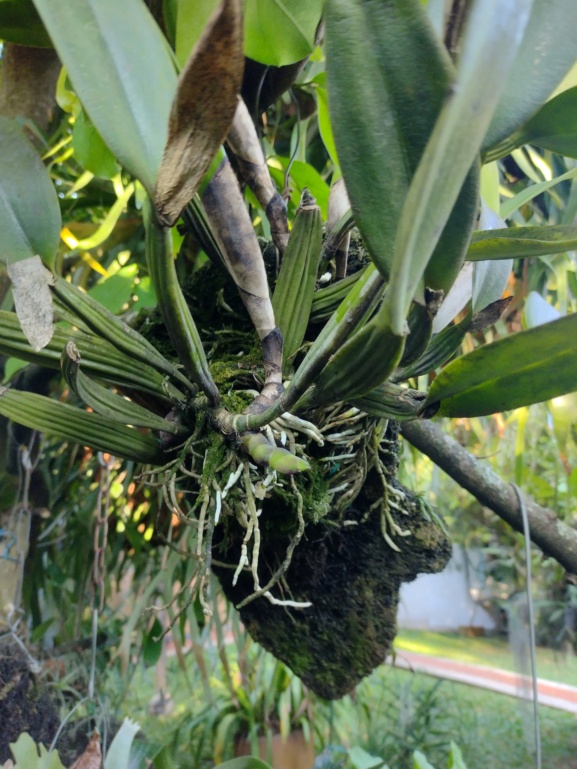 Orquidea cattleya sembrada en botella de plastico Img_2024